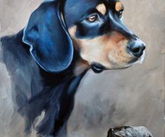 svartvildsvinshund